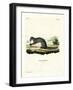 Cape Grey Mongoose-null-Framed Giclee Print