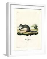 Cape Grey Mongoose-null-Framed Giclee Print