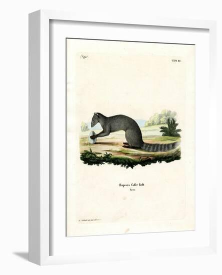 Cape Grey Mongoose-null-Framed Giclee Print