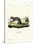 Cape Grey Mongoose-null-Stretched Canvas