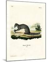 Cape Grey Mongoose-null-Mounted Giclee Print