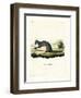 Cape Grey Mongoose-null-Framed Premium Giclee Print