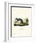 Cape Grey Mongoose-null-Framed Premium Giclee Print