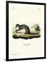 Cape Grey Mongoose-null-Framed Giclee Print