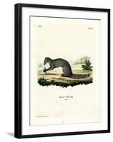 Cape Grey Mongoose-null-Framed Giclee Print