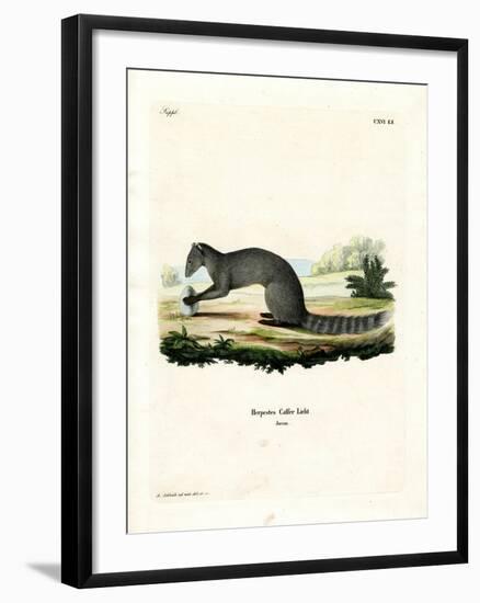 Cape Grey Mongoose-null-Framed Giclee Print