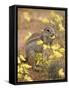 Cape Ground Squirrel Eating Yellow Wildflowers, Kgalagadi Transfrontier Park-James Hager-Framed Stretched Canvas
