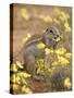Cape Ground Squirrel Eating Yellow Wildflowers, Kgalagadi Transfrontier Park-James Hager-Stretched Canvas