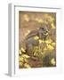 Cape Ground Squirrel Eating Yellow Wildflowers, Kgalagadi Transfrontier Park-James Hager-Framed Photographic Print