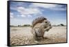 Cape Ground Squirrel in Etosha National Park-null-Framed Stretched Canvas