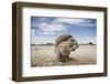 Cape Ground Squirrel in Etosha National Park-null-Framed Photographic Print