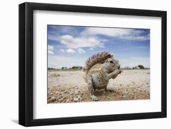 Cape Ground Squirrel in Etosha National Park-null-Framed Photographic Print