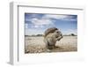 Cape Ground Squirrel in Etosha National Park-null-Framed Photographic Print