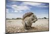 Cape Ground Squirrel in Etosha National Park-null-Mounted Photographic Print