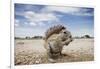 Cape Ground Squirrel in Etosha National Park-null-Framed Photographic Print