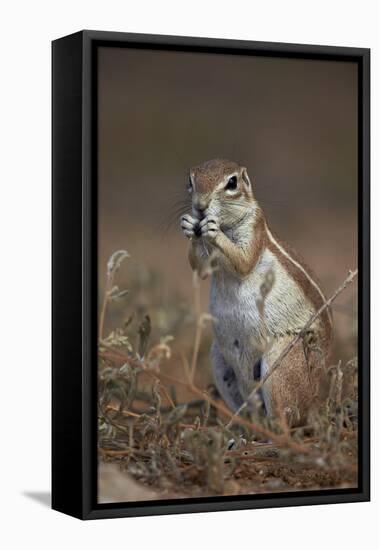 Cape Ground Squirrel (Xerus Inauris) Eating-James Hager-Framed Stretched Canvas