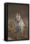 Cape Ground Squirrel (Xerus Inauris) Eating-James Hager-Framed Stretched Canvas