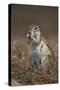 Cape Ground Squirrel (Xerus Inauris) Eating-James Hager-Stretched Canvas