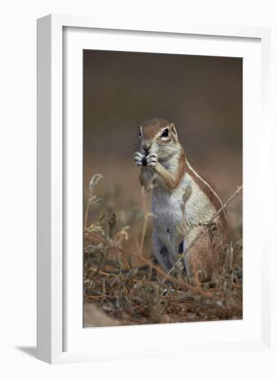Cape Ground Squirrel (Xerus Inauris) Eating-James Hager-Framed Photographic Print