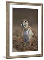 Cape Ground Squirrel (Xerus Inauris) Eating-James Hager-Framed Photographic Print