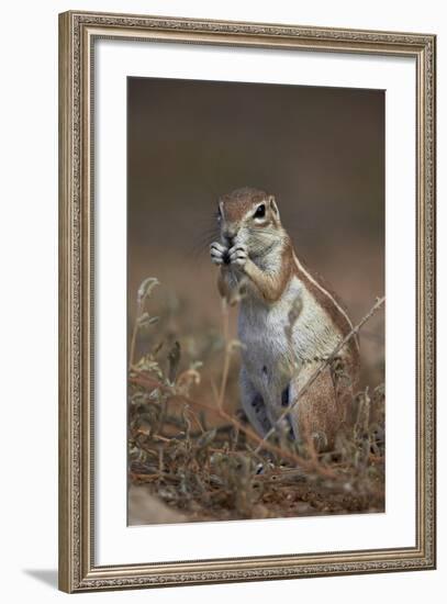 Cape Ground Squirrel (Xerus Inauris) Eating-James Hager-Framed Photographic Print