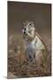 Cape Ground Squirrel (Xerus Inauris) Eating-James Hager-Mounted Photographic Print