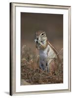 Cape Ground Squirrel (Xerus Inauris) Eating-James Hager-Framed Photographic Print