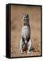 Cape Ground Squirrel (Xerus Inauris) Eating-James Hager-Framed Stretched Canvas