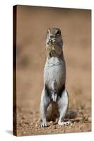 Cape Ground Squirrel (Xerus Inauris) Eating-James Hager-Stretched Canvas