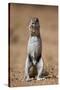 Cape Ground Squirrel (Xerus Inauris) Eating-James Hager-Stretched Canvas