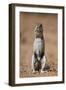 Cape Ground Squirrel (Xerus Inauris) Eating-James Hager-Framed Photographic Print