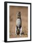 Cape Ground Squirrel (Xerus Inauris) Eating-James Hager-Framed Photographic Print