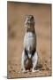 Cape Ground Squirrel (Xerus Inauris) Eating-James Hager-Mounted Photographic Print