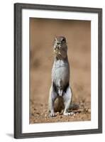 Cape Ground Squirrel (Xerus Inauris) Eating-James Hager-Framed Photographic Print