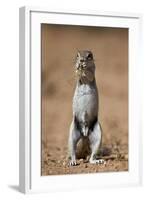 Cape Ground Squirrel (Xerus Inauris) Eating-James Hager-Framed Photographic Print