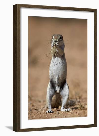 Cape Ground Squirrel (Xerus Inauris) Eating-James Hager-Framed Photographic Print