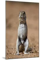 Cape Ground Squirrel (Xerus Inauris) Eating-James Hager-Mounted Photographic Print