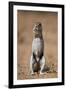 Cape Ground Squirrel (Xerus Inauris) Eating-James Hager-Framed Photographic Print