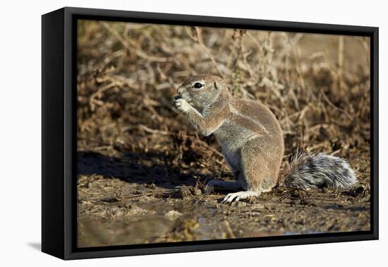 Cape Ground Squirrel (Xerus Inauris) Eating-James Hager-Framed Stretched Canvas