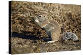 Cape Ground Squirrel (Xerus Inauris) Eating-James Hager-Stretched Canvas