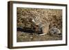 Cape Ground Squirrel (Xerus Inauris) Eating-James Hager-Framed Photographic Print