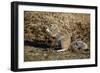 Cape Ground Squirrel (Xerus Inauris) Eating-James Hager-Framed Photographic Print