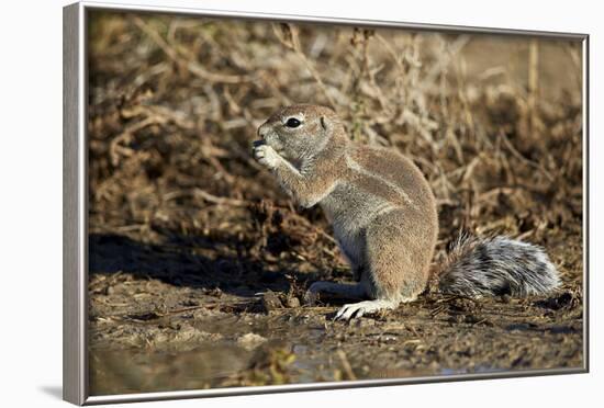 Cape Ground Squirrel (Xerus Inauris) Eating-James Hager-Framed Photographic Print