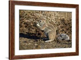 Cape Ground Squirrel (Xerus Inauris) Eating-James Hager-Framed Photographic Print