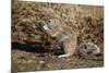 Cape Ground Squirrel (Xerus Inauris) Eating-James Hager-Mounted Photographic Print