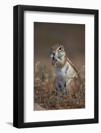 Cape Ground Squirrel (Xerus Inauris) Eating-James Hager-Framed Photographic Print