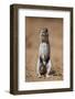 Cape Ground Squirrel (Xerus Inauris) Eating-James Hager-Framed Photographic Print