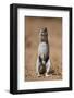 Cape Ground Squirrel (Xerus Inauris) Eating-James Hager-Framed Photographic Print