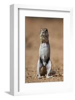 Cape Ground Squirrel (Xerus Inauris) Eating-James Hager-Framed Photographic Print