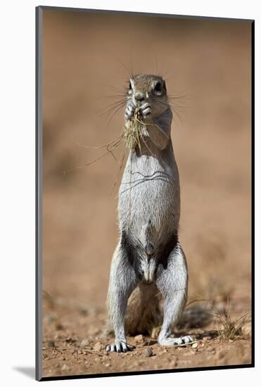 Cape Ground Squirrel (Xerus Inauris) Eating-James Hager-Mounted Photographic Print